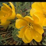 Oenothera primiveris Cvet