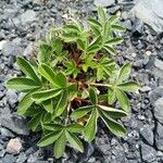 Potentilla alchimilloides Folha