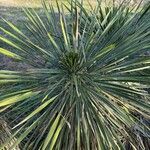 Yucca elata Blad