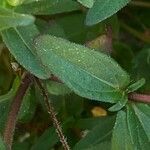 Sanvitalia procumbens 葉