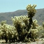 Cylindropuntia bigelovii عادت