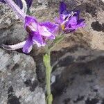 Delphinium pubescens Flower