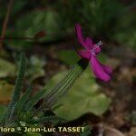 Silene stockenii Fiore