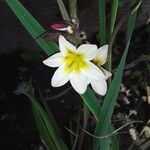 Sparaxis tricolor Kvet
