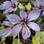 Crocus sativus Květ