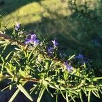 Trichostema lanatumÇiçek