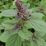 Ocimum kilimandscharicumFolha