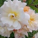 Rosa multiflora Blomma