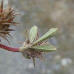 Trifolium scabrum 葉