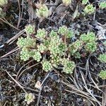 Sedum hirsutum Листок