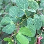 Bauhinia tomentosa Blatt