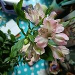 Alstroemeria aureaЦветок