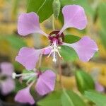 Clarkia unguiculata Blüte