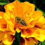Tagetes erecta 花