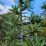 Cedrus atlantica Blad