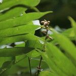 Millettia drastica Flor