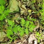 Botrychium virginianum Leaf