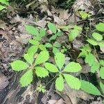 Panax quinquefolius Blad