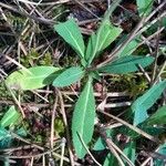 Pilosella officinarum Leaf