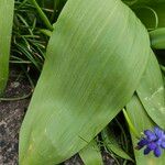 Tulipa agenensis Leaf