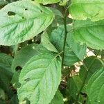 Erythrococca chevalieri Folha