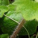 Saxifraga stolonifera Bark