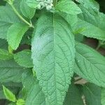 Teucrium canadense Blatt