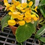 Begonia staudtii 整株植物