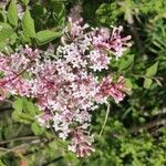 Syringa pubescens Blomma