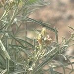 Parolinia intermedia Virág