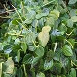 Peperomia urocarpa Plante entière