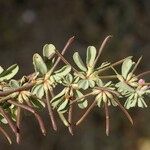 Lotus glinoides Fruit