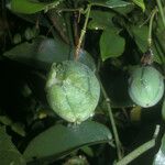 Passiflora laurifolia Fruit