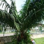 Elaeis oleifera Hoja
