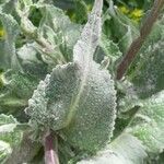 Verbascum boerhavii Blatt