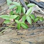 Derris trifoliata Leaf