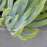 Senecio serpens Blad