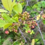 Searsia longipes Fruit