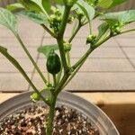 Capsicum annuumFruto