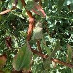 Hypericum triquetrifolium Bark