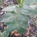 Vicia narbonensis Hoja