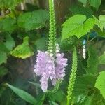 Physostegia virginianaFlor