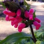 Salvia oxyphora Flower