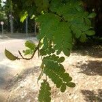 Caesalpinia echinata برگ