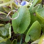 Viola suavis Leaf