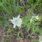 Monarda citriodora Folha