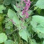 Stachys sylvatica Foglia