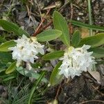 Daphne blagayana Blomst