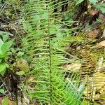 Pteris longifolia Habitat