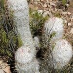 Oreocereus trollii Yeri